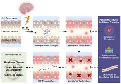 The pathological potential of ependymal cells in mild traumatic brain injury